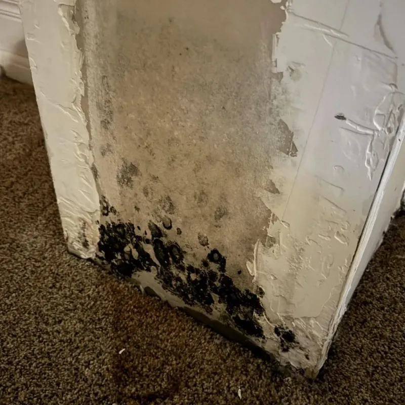Professional Mold Removal in Westhampton, MA